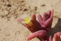 Mesembryanthemum cryptanthum