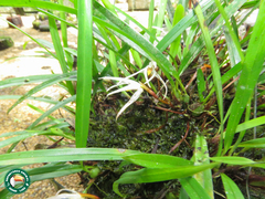 Maxillaria tenuis