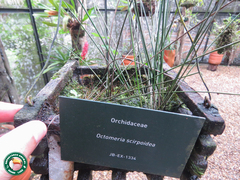 Octomeria scirpoidea
