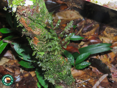 Trichomanes ankersii