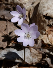 Hepatica