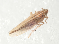 Stenocranus minutus