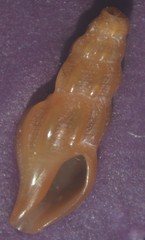 Bela