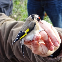 Carduelis carduelis