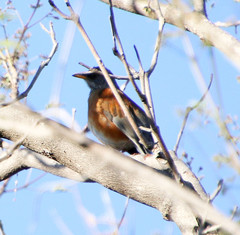 Turdus rufopalliatus