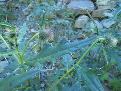 Cirsium gagnidzei