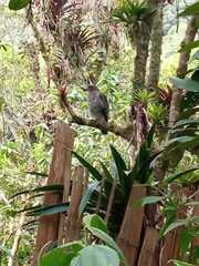 Rupornis magnirostris