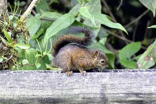 Andean Squirrel