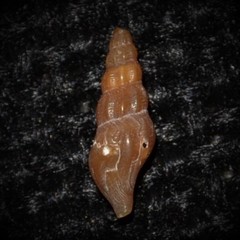 Bela