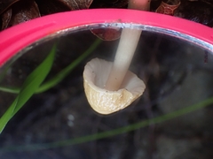 Agrocybe retigera