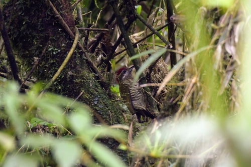 Bar-bellied Woodpecker (Veniliornis nigriceps), photo 5