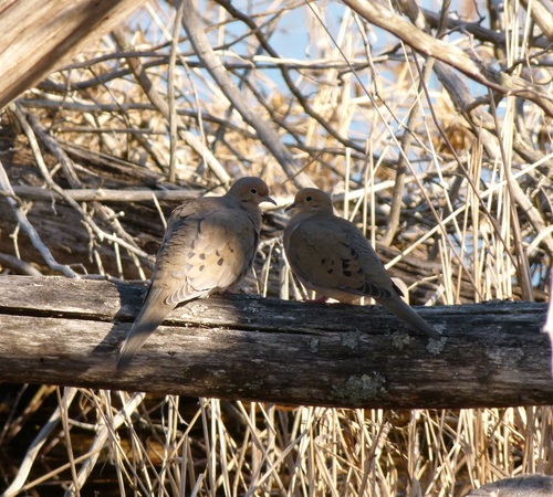 Mourning Dove photographed in Michigan