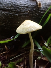 Agrocybe retigera
