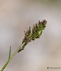 Poa bulbosa vivipara