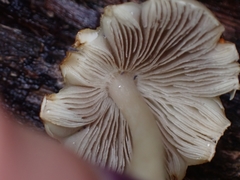 Agrocybe retigera