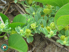 Acicarpha bonariensis
