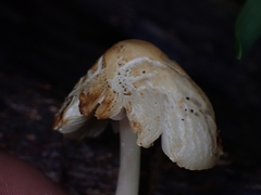 Agrocybe retigera