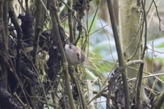 Troglodytes solstitialis