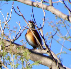 Turdus rufopalliatus