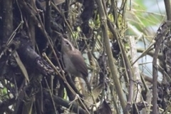 Troglodytes solstitialis