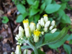 Schistocarpha eupatorioides