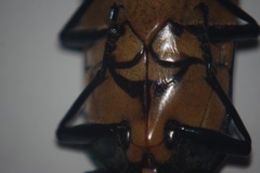 Megaloxantha