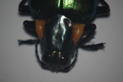 Megaloxantha