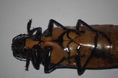 Megaloxantha