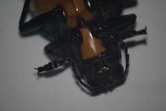 Megaloxantha