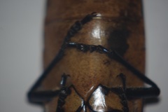 Megaloxantha