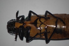 Megaloxantha