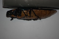 Megaloxantha