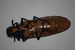 Megaloxantha
