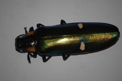 Megaloxantha