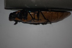 Megaloxantha