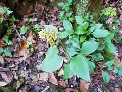 Schistocarpha eupatorioides