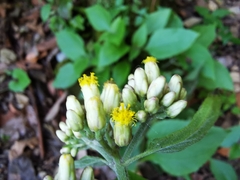 Schistocarpha eupatorioides