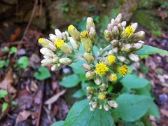 Schistocarpha eupatorioides