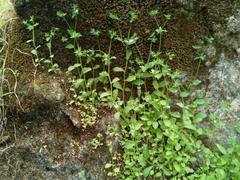 Campanula erinus