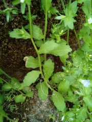 Campanula erinus