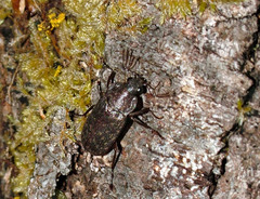 Hilophyllus argentinensis