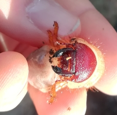 Oryctes nasicornis