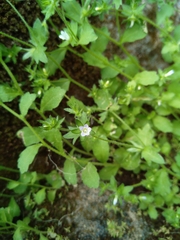 Campanula erinus