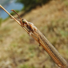 Creoleon lugdunensis