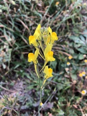 Linaria viscosa viscosa