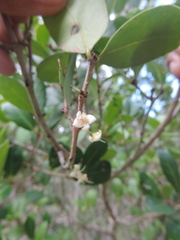 Myrcianthes fragrans
