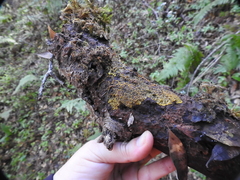 Clastoderma debaryanum