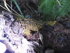 Clastoderma debaryanum