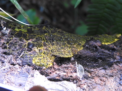 Clastoderma debaryanum