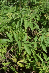 Angelica anomala
